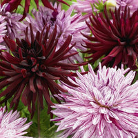 Thumbnail for Bulbi Dalii Duo Chat Noir & Hy Trio 2 buc