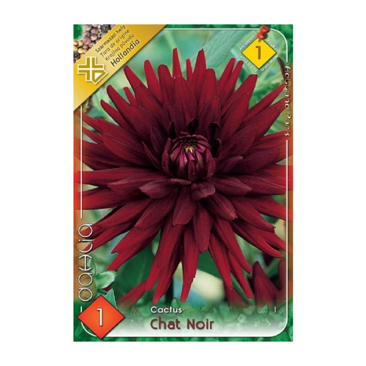 Bulbi Dalii Chat Noir 1 buc