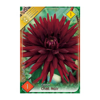 Thumbnail for Bulbi Dalii Chat Noir 1 buc