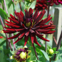 Thumbnail for Bulbi Dalii Chat Noir 1 buc