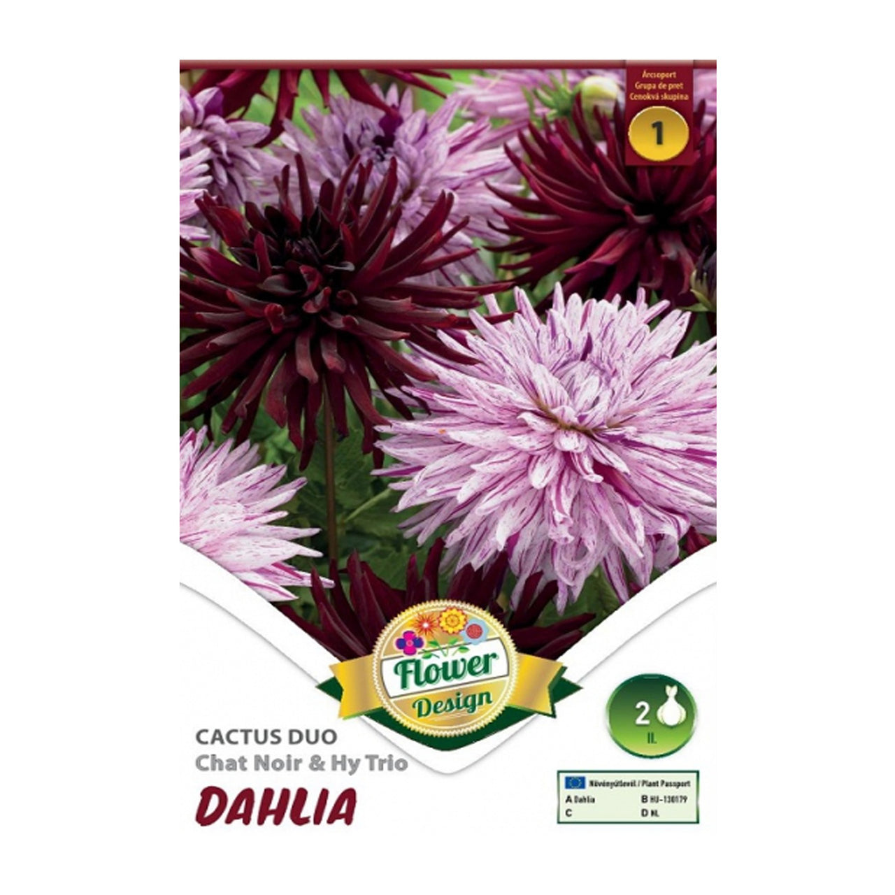 Bulbi Dalii Duo Chat Noir & Hy Trio 2 buc