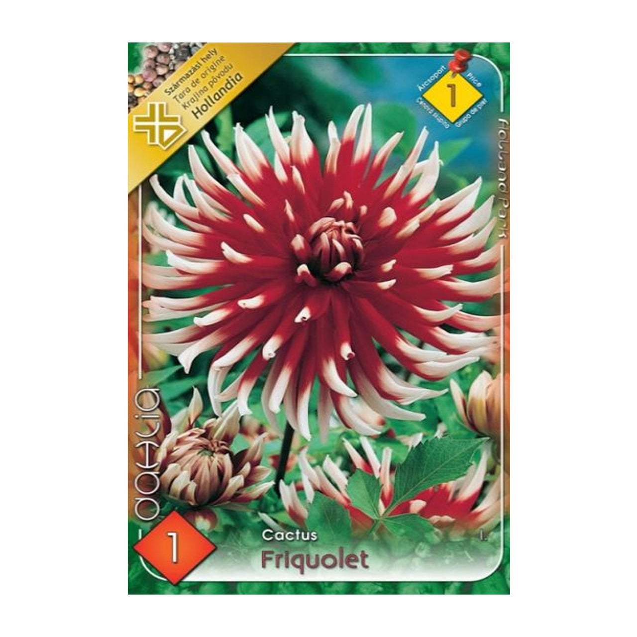 Bulbi Dalii Friquolet 1 buc