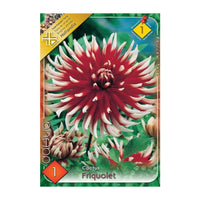 Thumbnail for Bulbi Dalii Friquolet 1 buc