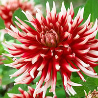 Thumbnail for Bulbi Dalii Friquolet 1 buc