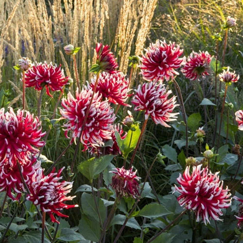 Bulbi Dalii Friquolet 1 buc