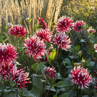 Thumbnail for Bulbi Dalii Friquolet 1 buc