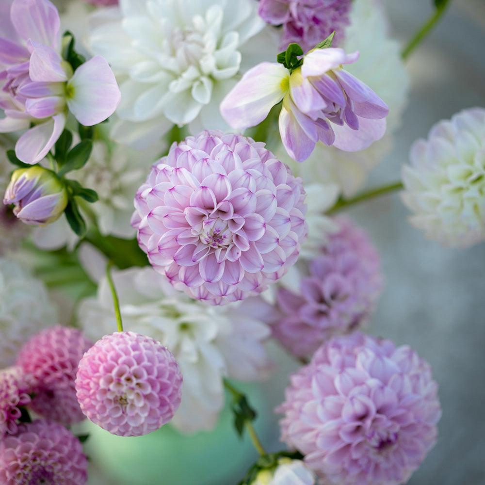 Bulbi Dalii Genova 1 buc