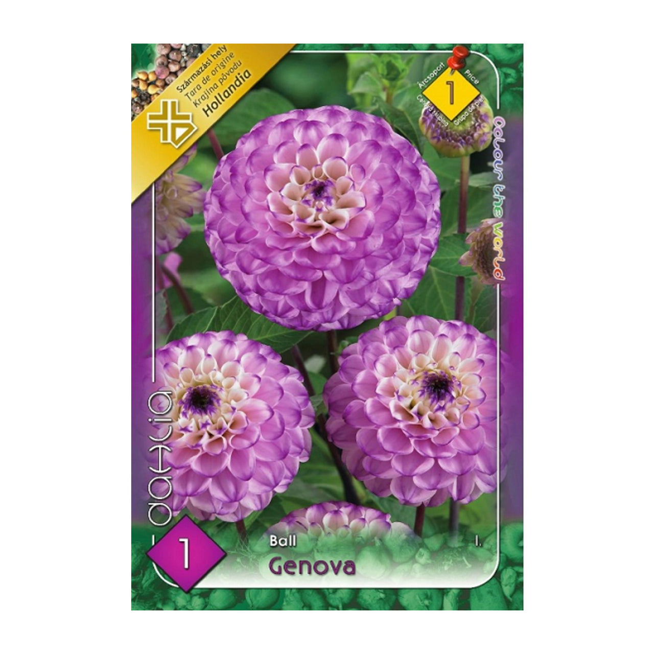 Bulbi Dalii Genova 1 buc