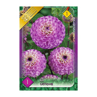 Thumbnail for Bulbi Dalii Genova 1 buc