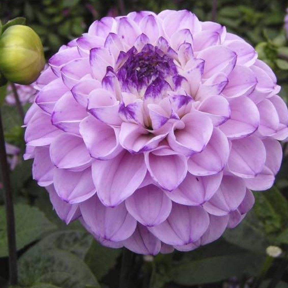 Bulbi Dalii Genova 1 buc