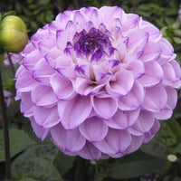 Thumbnail for Bulbi Dalii Genova 1 buc