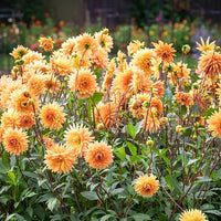 Thumbnail for Bulbi Dalii Glorie van Noordwijk 1 buc