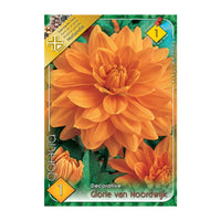 Thumbnail for Bulbi Dalii Glorie van Noordwijk 1 buc