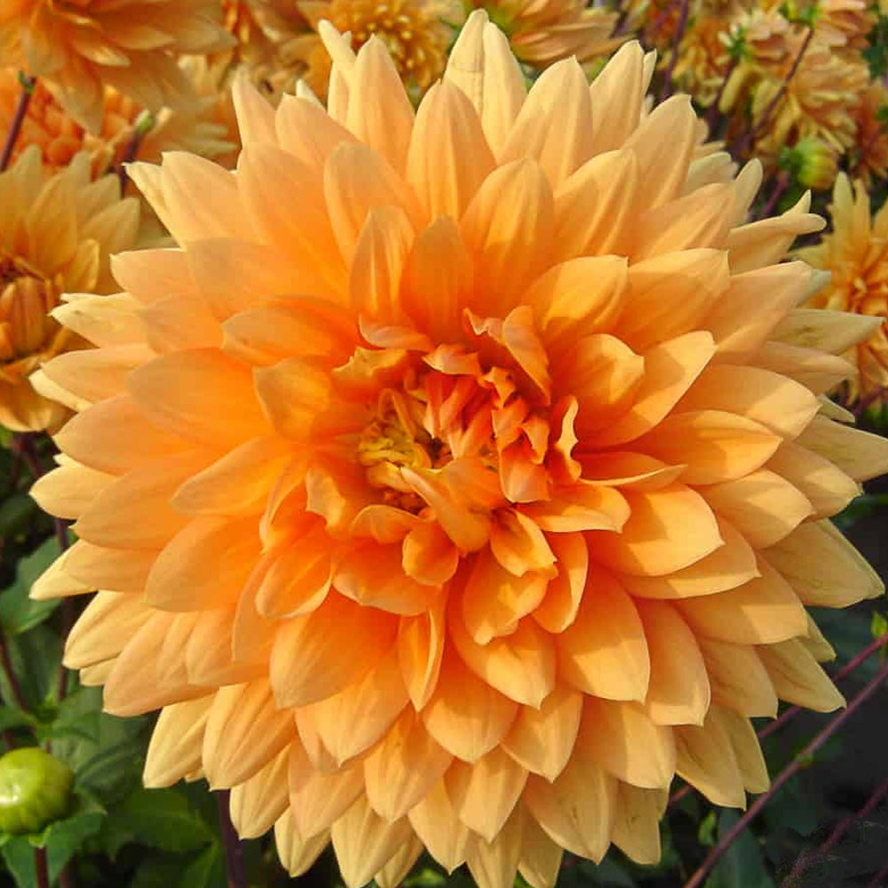 Bulbi Dalii Glorie van Noordwijk 1 buc