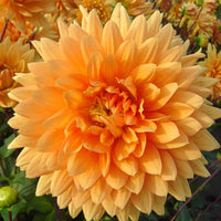 Thumbnail for Bulbi Dalii Glorie van Noordwijk 1 buc