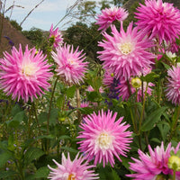 Thumbnail for Bulbi Dalii Good Earth 1 buc