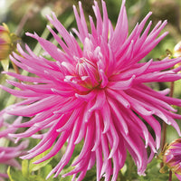 Thumbnail for Bulbi Dalii Good Earth 1 buc