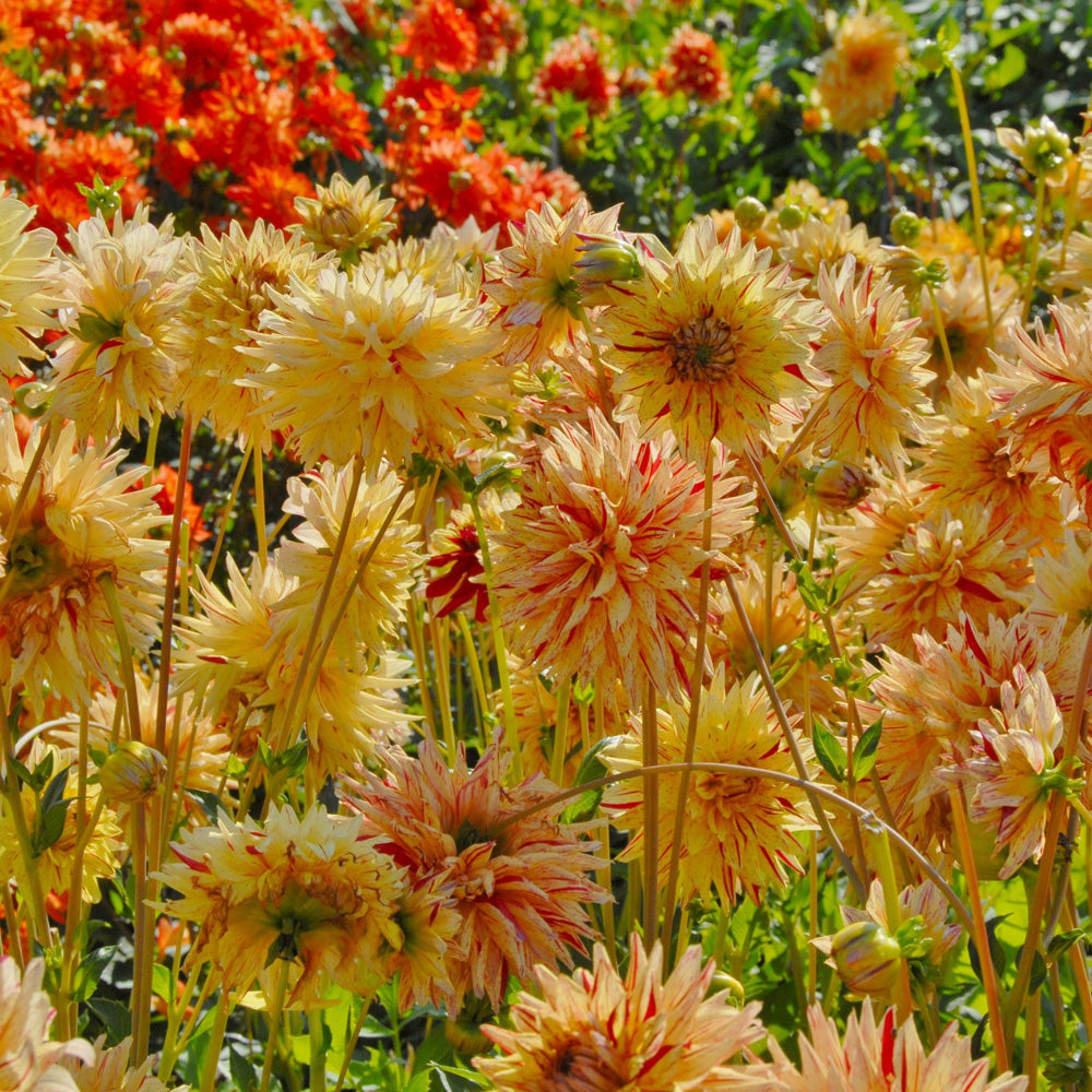 Bulbi Dalii Hy Pimento 1 buc