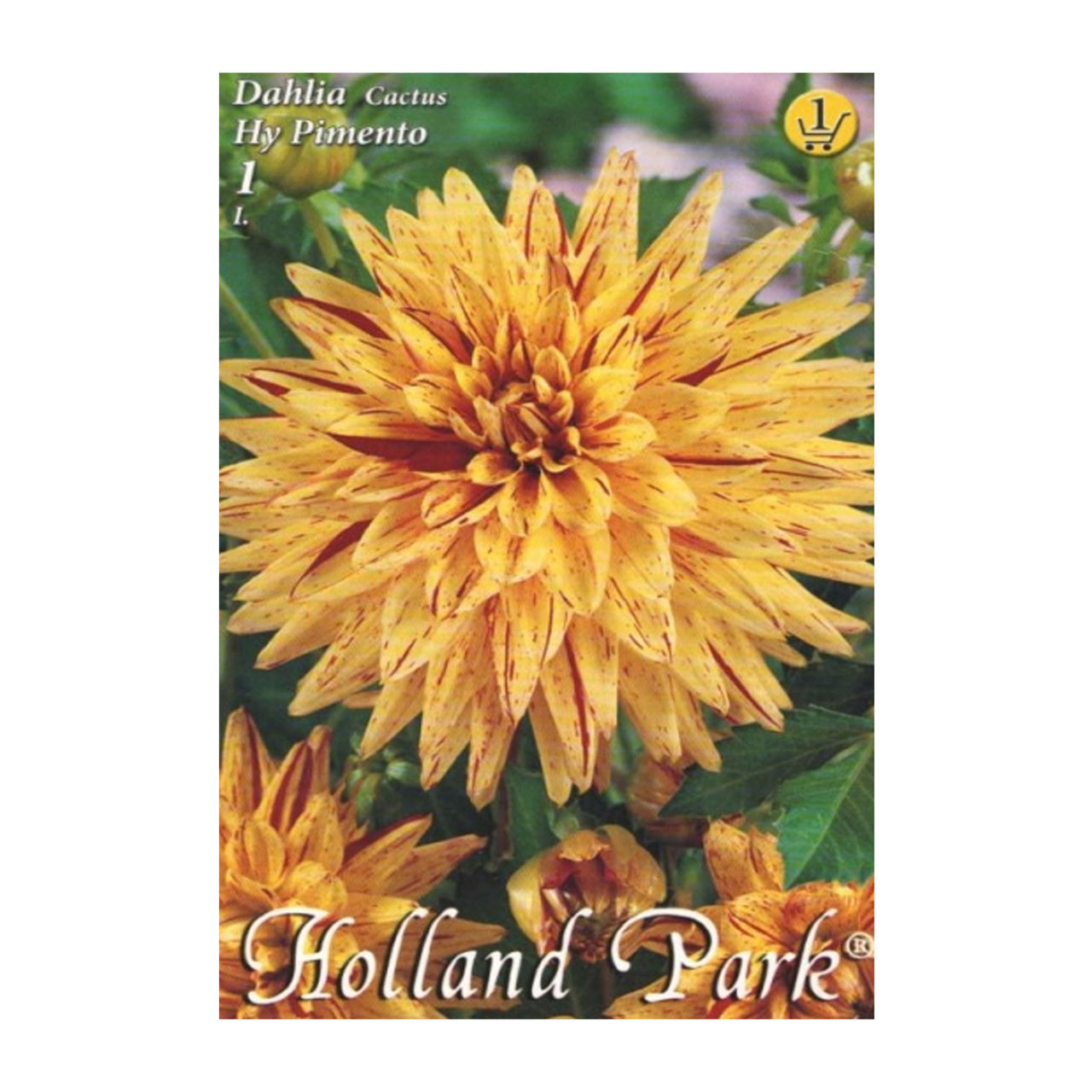 Bulbi Dalii Hy Pimento 1 buc