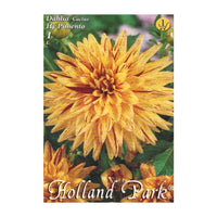 Thumbnail for Bulbi Dalii Hy Pimento 1 buc