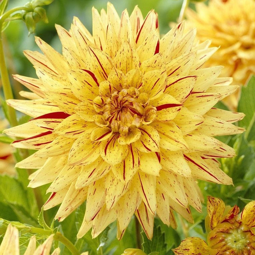 Bulbi Dalii Hy Pimento 1 buc