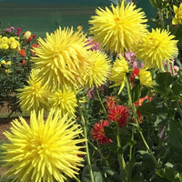 Thumbnail for Bulbi Dalii Kennemerland 1 buc