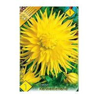 Thumbnail for Bulbi Dalii Kennemerland 1 buc