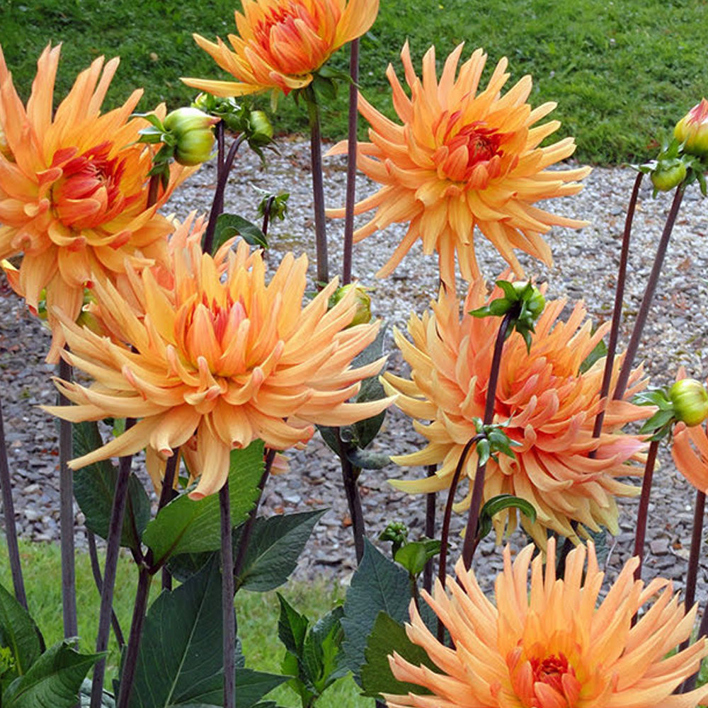 Bulbi Dalii Ludwing Helfert 1 buc