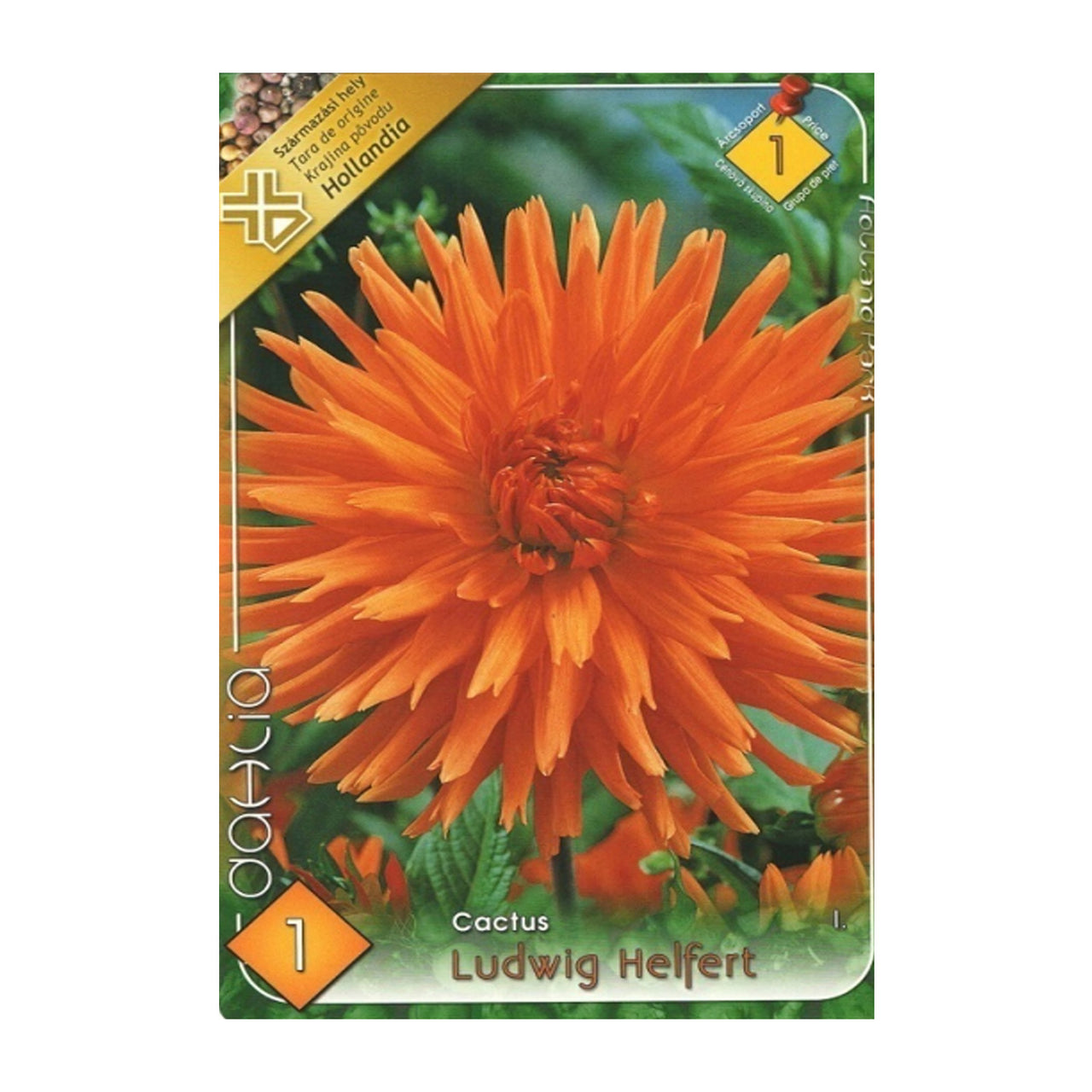 Bulbi Dalii Ludwing Helfert 1 buc