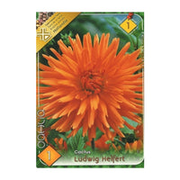 Thumbnail for Bulbi Dalii Ludwing Helfert 1 buc