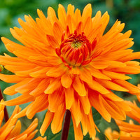 Thumbnail for Bulbi Dalii Ludwing Helfert 1 buc