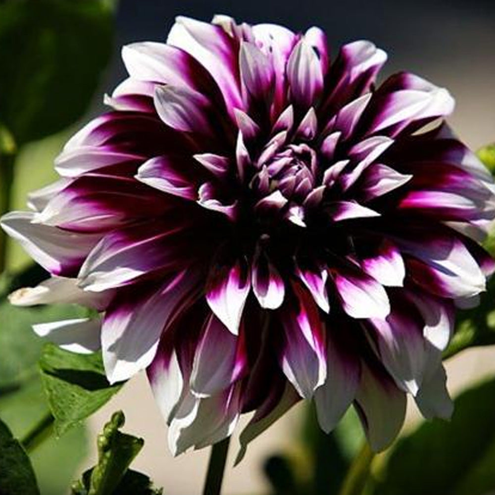 Bulbi Dalii Mistery Day 1 buc