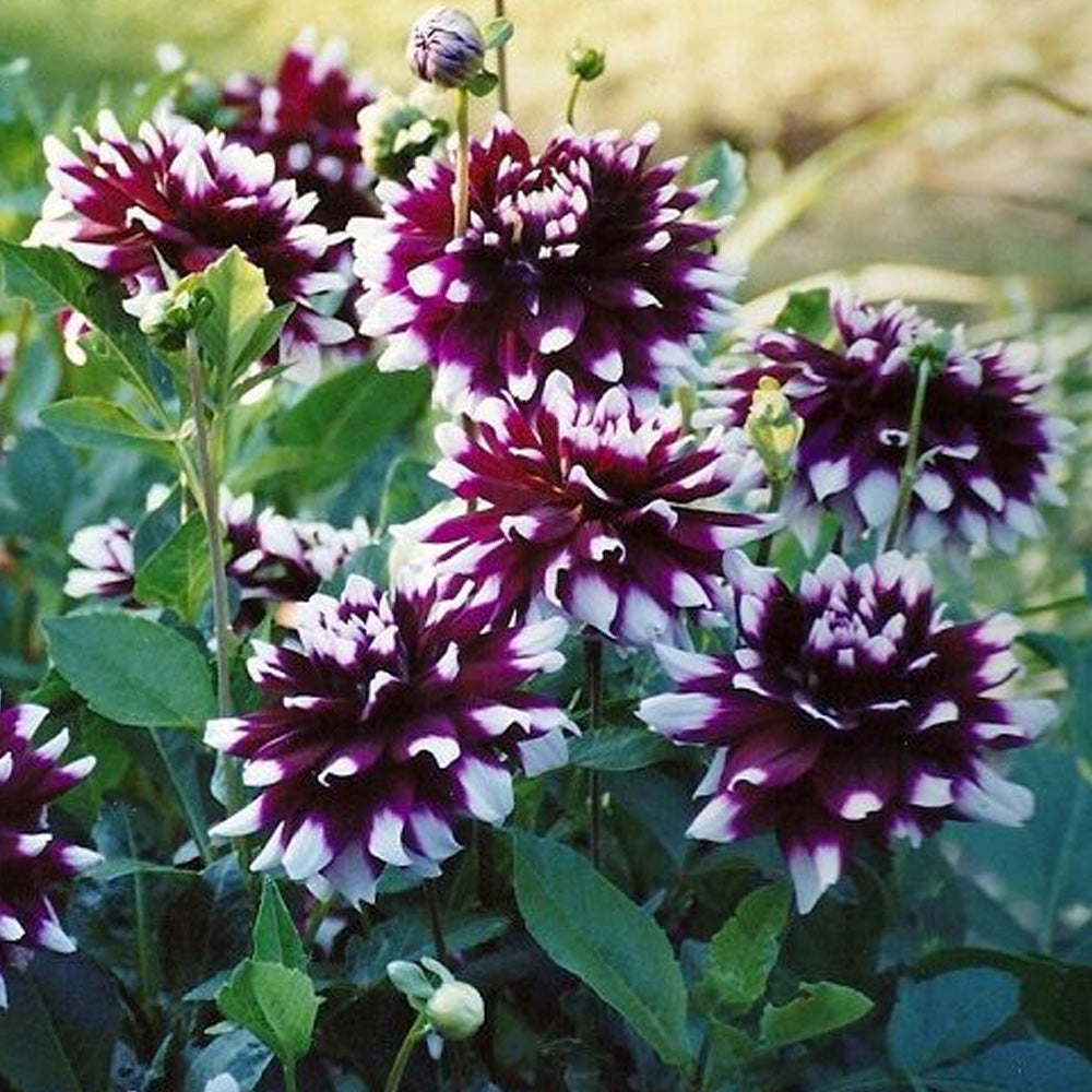 Bulbi Dalii Mistery Day 1 buc