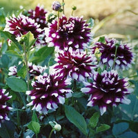 Thumbnail for Bulbi Dalii Mistery Day 1 buc