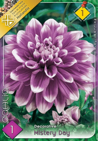 Thumbnail for Bulbi Dalii Mistery Day 1 buc