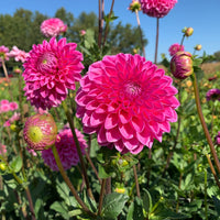 Thumbnail for Bulbi Dalii Peter 1 buc