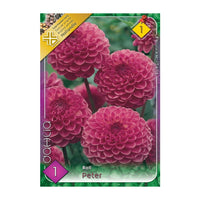 Thumbnail for Bulbi Dalii Peter 1 buc