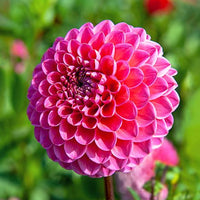 Thumbnail for Bulbi Dalii Peter 1 buc