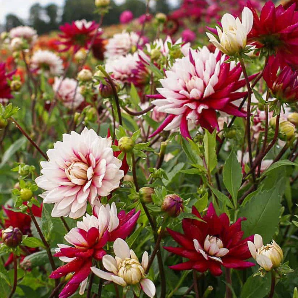 Bulbi Dalii Rebecca's World 1 buc