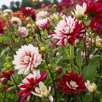 Thumbnail for Bulbi Dalii Rebecca's World 1 buc