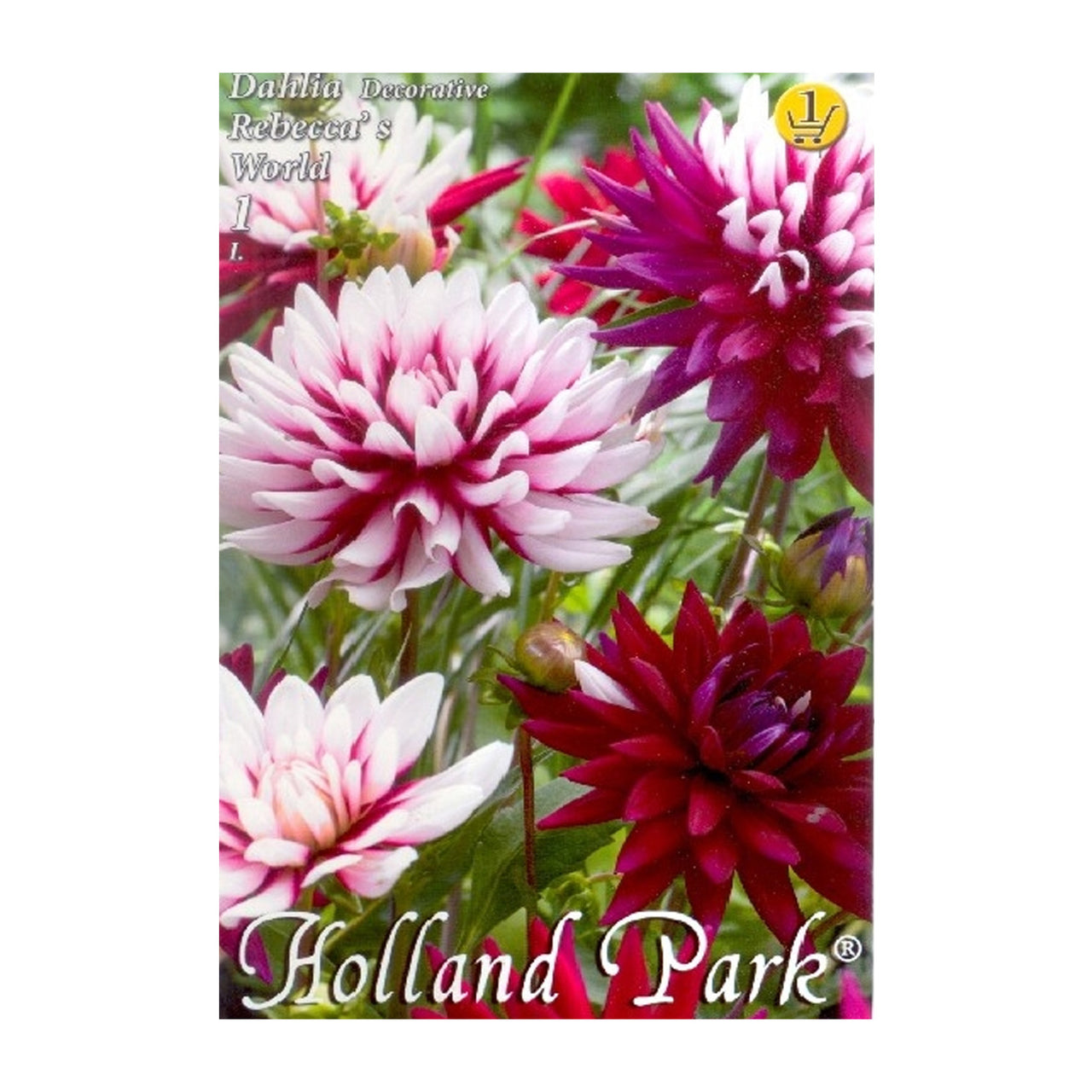 Bulbi Dalii Rebecca's World 1 buc