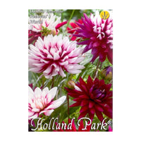 Thumbnail for Bulbi Dalii Rebecca's World 1 buc