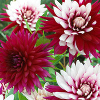 Thumbnail for Bulbi Dalii Rebecca's World 1 buc