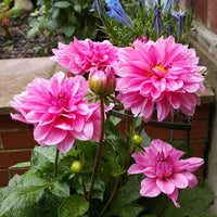 Thumbnail for Bulbi Dalii Rosella 1 buc