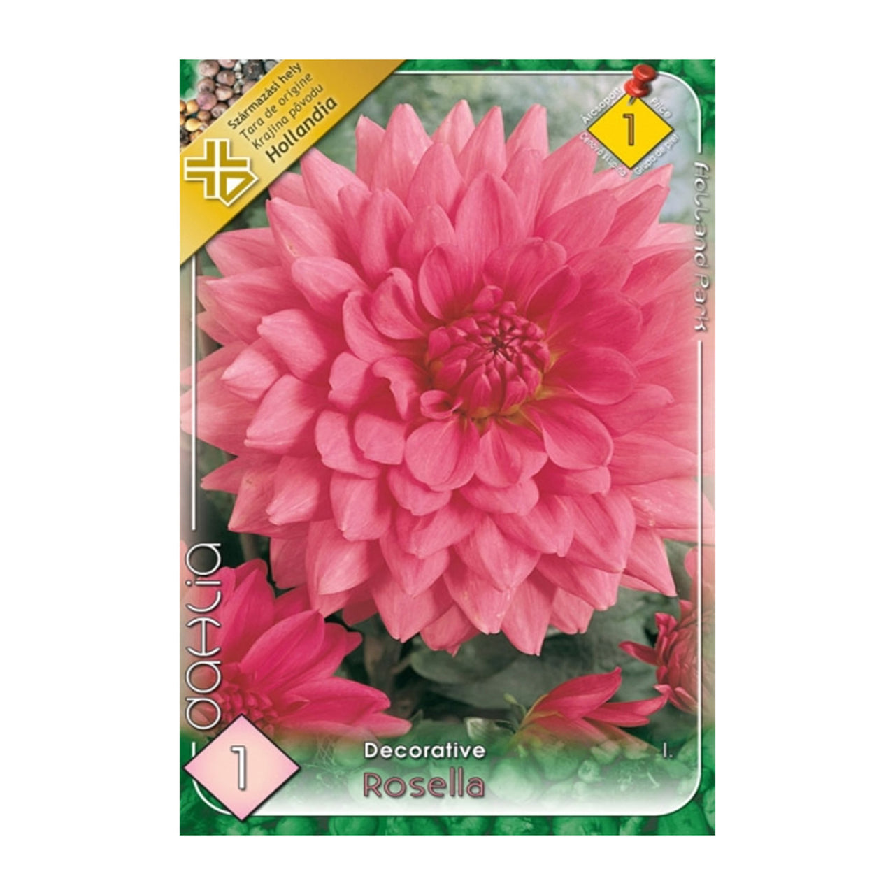 Bulbi Dalii Rosella 1 buc