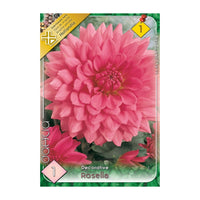 Thumbnail for Bulbi Dalii Rosella 1 buc