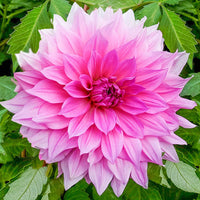 Thumbnail for Bulbi Dalii Rosella 1 buc