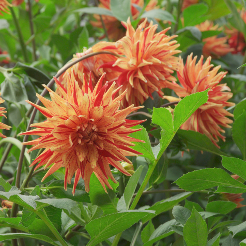 Bulbi Dalii Saint Saens 1 buc