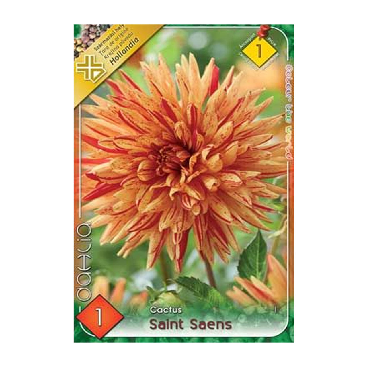 Bulbi Dalii Saint Saens 1 buc