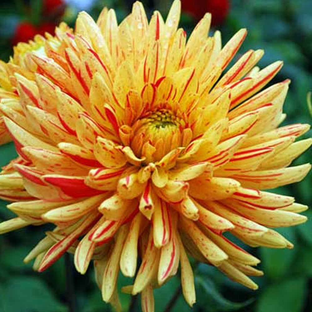 Bulbi Dalii Saint Saens 1 buc